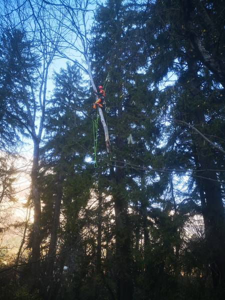 realisation elagage arbre