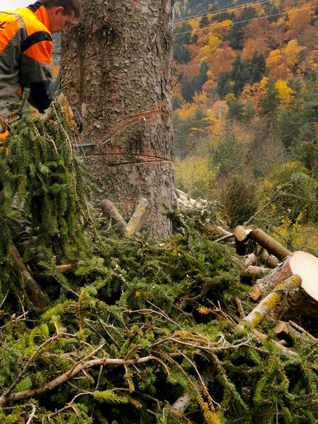 elagage arbre