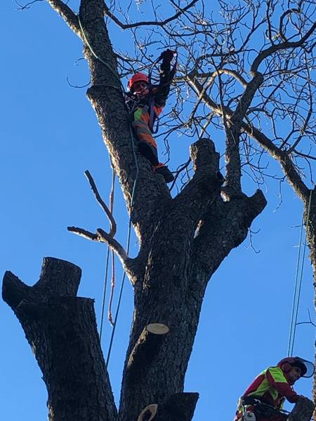 abattage deux arbres