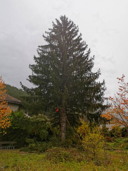 abattage sapin
