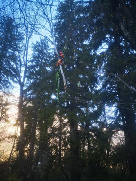 elagage arbre poncet