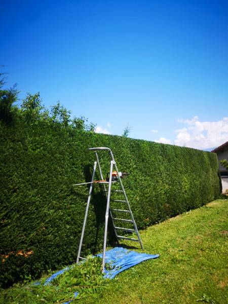 entretien haie